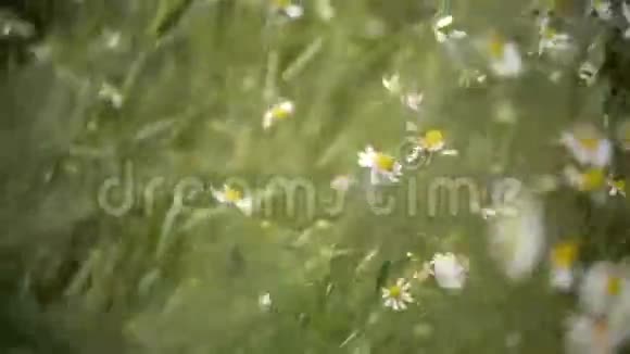 在阳光明媚的一天野甘菊花在田野上浅场深视频的预览图