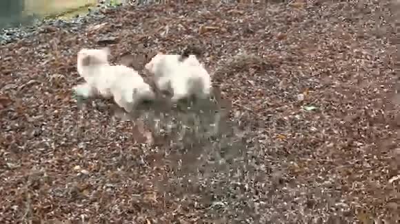 两只小狗在树叶上玩耍小狗哈凡纳塞在树叶上打架的小狗视频的预览图