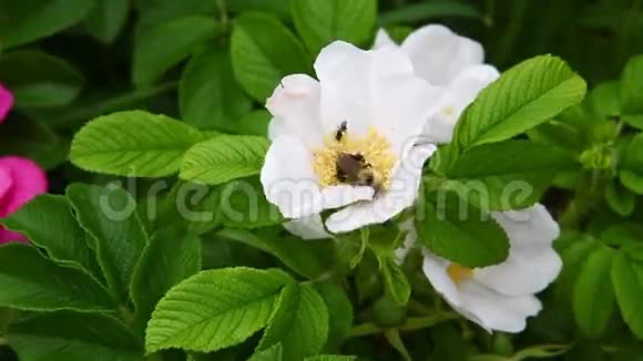 一只蜜蜂在Rugosa玫瑰中收集花粉视频的预览图