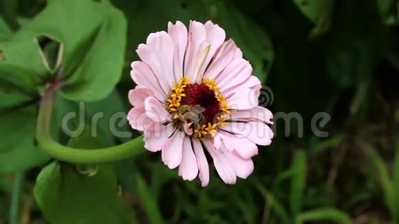 蜜蜂采黄粉花花粉视频的预览图