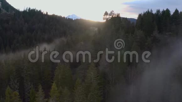 雾林山鸟瞰视频的预览图