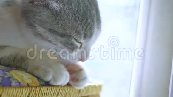 小猫正在洗舔爪子坐在窗边可爱的小猫洗爪毛宠物视频的预览图