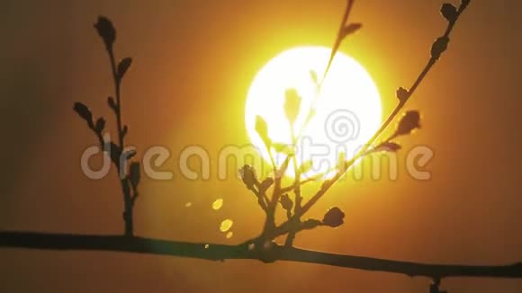 在黎明的太阳升起的大自然中树枝的剪影树木在日出背景下的剪影树树视频的预览图