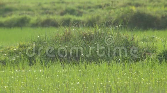 稻田土堆覆盖杂草视频的预览图