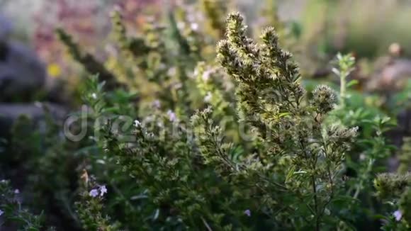 药用草本植物沙沃里沙特林视频的预览图