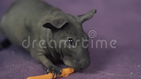 瘦小的豚鼠吃胡萝卜视频的预览图