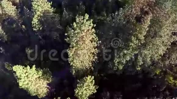 爱达荷州山区森林的松树树梢视频的预览图