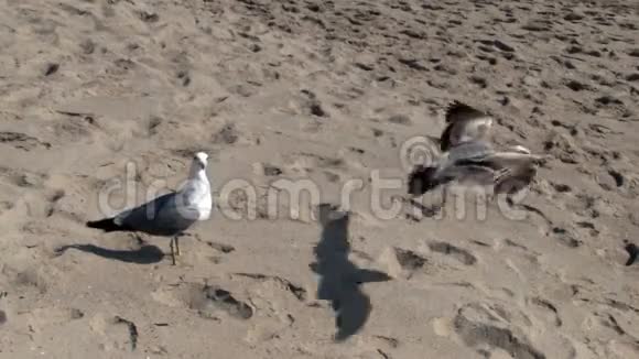 加州圣莫尼卡沙滩上的两只海鸥视频的预览图