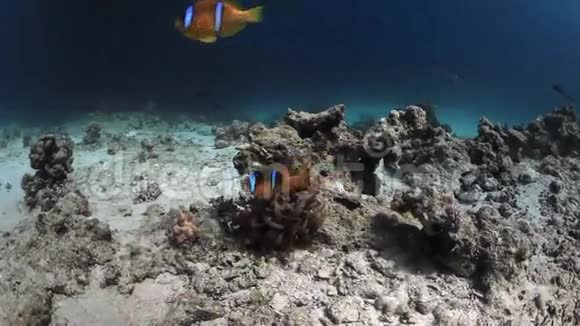 红海海底的和小丑鱼视频的预览图