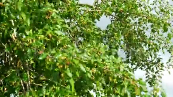 树上的桑果大自然的新鲜浆果视频的预览图