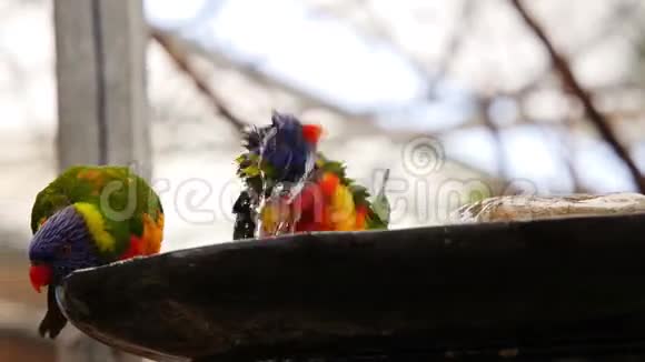 彩虹Lorikeet毛虱视频的预览图