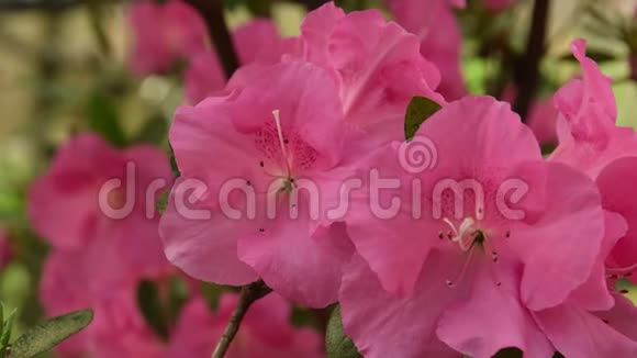 春天美丽的粉红色杜鹃花的特写视频的预览图
