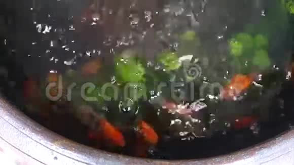 金鱼在清澈的水背景下在罐子里游泳有绿色植物的水族馆金鱼视频的预览图