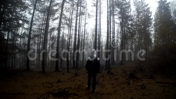 秋雾中焦林视频的预览图