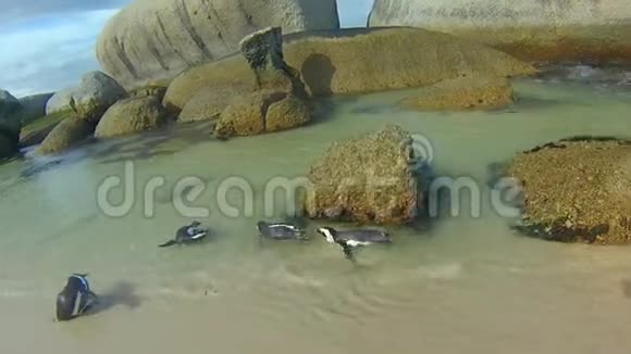 企鹅在博尔德海滩游泳视频的预览图