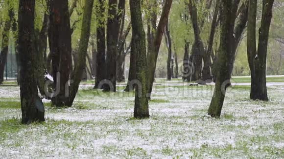 异常天气春天的绿树上下雪了落雪在一个有草的公园里视频的预览图