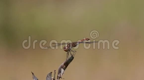 蜻蜓坐在干树枝上等待猎物视频的预览图