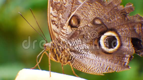 蓝斑蝶斑蝶视频的预览图