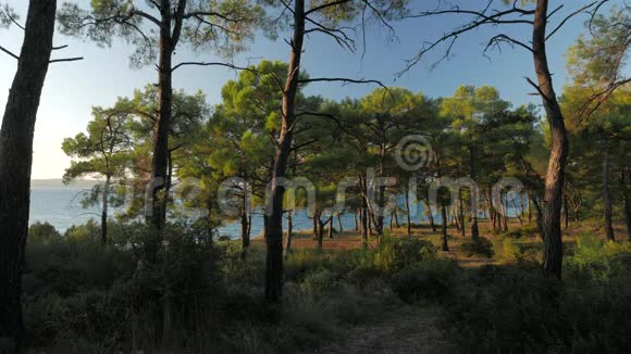 日落时松树的海景视频的预览图