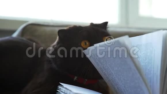 好玩的猫和书苏格兰罗普耳猫玩书页视频的预览图