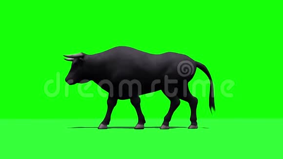 公牛正在行走3种不同的视野地板上有阴影视频的预览图