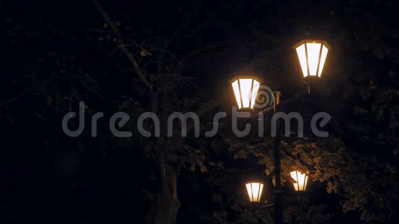 夜城四盏美丽的路灯被树木包围视频的预览图