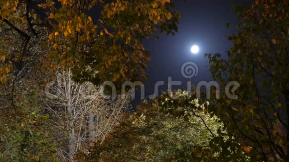 从树冠到月亮的景色满月视频的预览图
