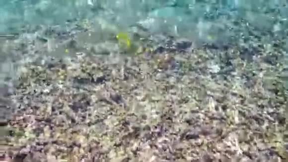 水下热带鱼群视频的预览图