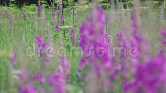 紫色高山浮萍视频的预览图