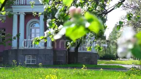 夏季城市的宫殿花园视频的预览图