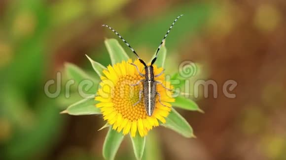 扁面长角甲虫阿伽潘提娅贲视频的预览图