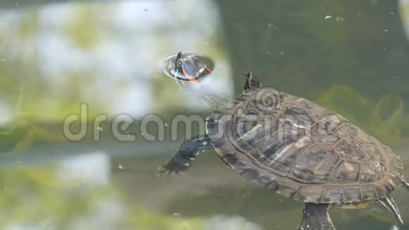 红腹海龟和其他海龟在池塘里游泳视频的预览图
