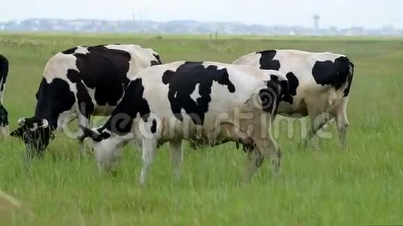 在绿色草地上吃东西的黑白牛视频的预览图