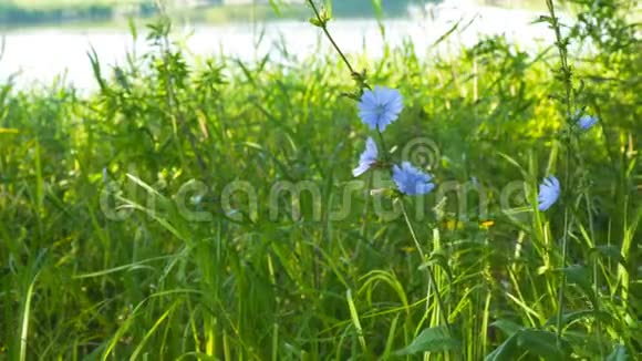 自然背景上的蓝色花朵野生菊苣之花视频的预览图