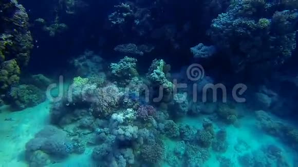 暗礁上的蓝色贝壳视频的预览图