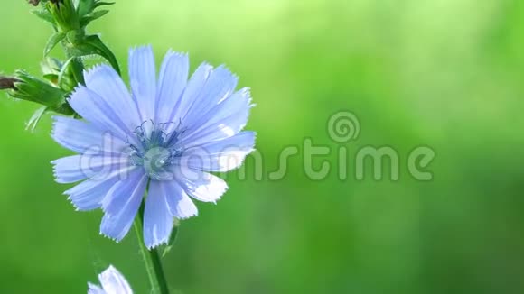 自然背景上的蓝色花朵野生菊苣之花视频的预览图