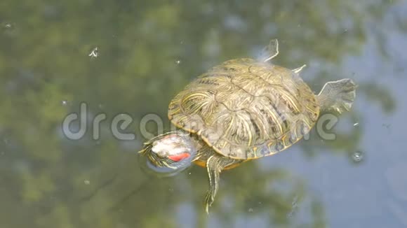 红腹海龟和其他海龟在池塘里游泳视频的预览图