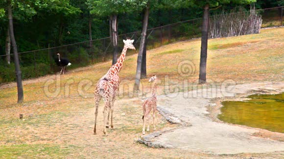 动物园里有年轻的长颈鹿视频的预览图