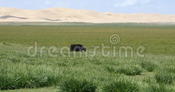 牦牛在草原上放牧远离沙漠沙丘视频的预览图