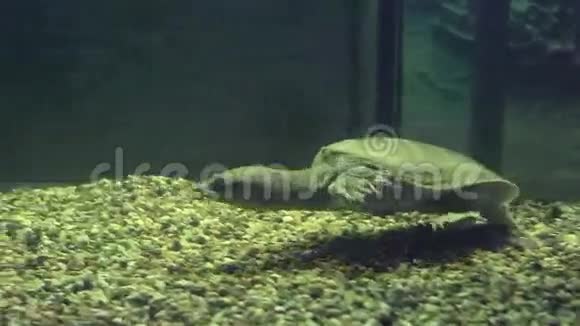 中国软壳龟视频的预览图