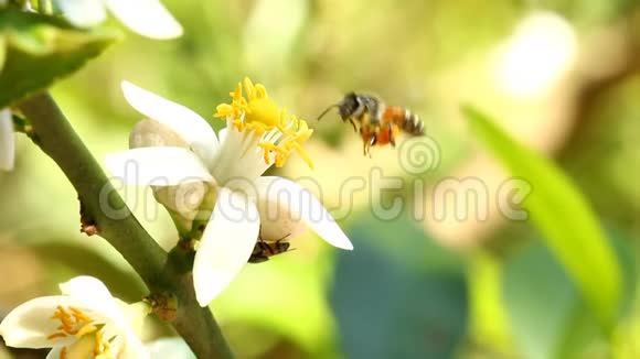 蜜蜂吃花粉花泰国香麦视频的预览图
