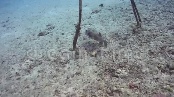珊瑚礁鱼视频的预览图