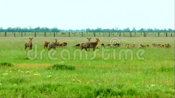 草原野生哺乳动物群视频的预览图