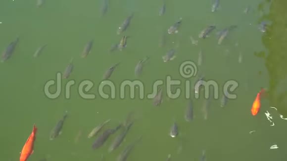 锦鲤鱼的俯视图花鱼正在池塘里游泳视频的预览图