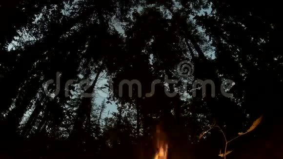 篝火在森林里燃烧背景中的树木剪影视频的预览图