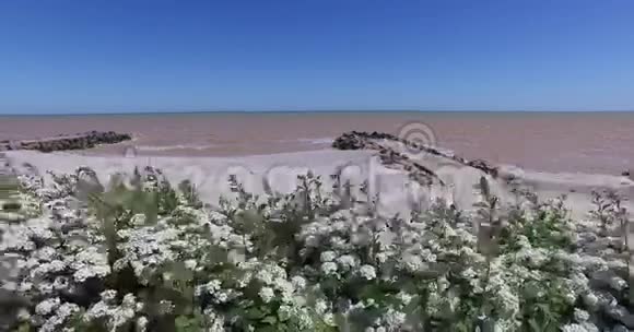 花丛俯瞰大海视频的预览图