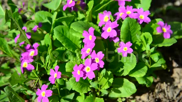 春天花圃里的紫罗兰视频的预览图
