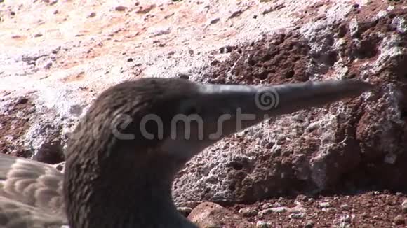 加拉帕戈斯群岛上的鸟类无飞行视频的预览图