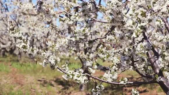 青春盛开的春天花园的甜樱桃系列视频的预览图