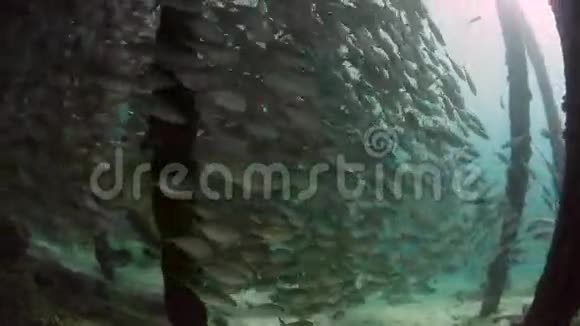 Jetty海底鱼类游泳学校视频的预览图